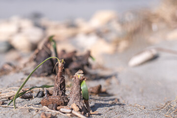 Pancratium maritimum - sea daffodil or sand lily on the beach in Corsica. Bulbs showing after a strong wind and sea eroded the beach.