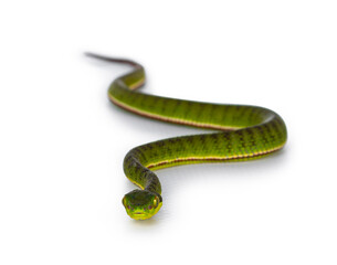 Brown spotted green pitviper or pit viper, curled up with head high. High detail. Looking towards camera. Isolated on white background. Full lenght image.