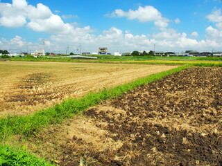 郊外の晩夏の田圃風景