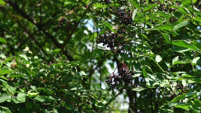 Ripe fruits of Black Elder in natural environment (Sambucus nigra) - (4K)