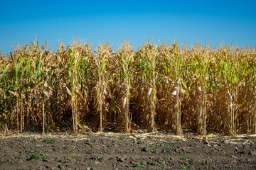 stump of corn full of grain in the field