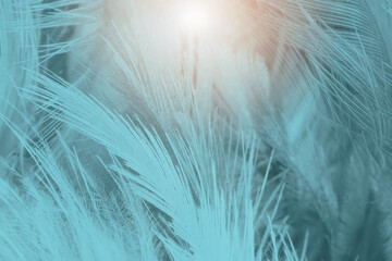 Beautiful dark green blue turquoise feather texture pattern background with flare light