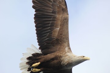 Sea eagle in flight