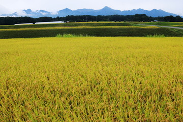 秋　稲穂越しの八ヶ岳連峰