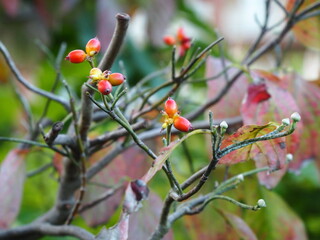 ハナミズキの紅葉と果実