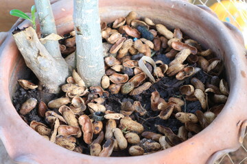 Peanut shell in potted for use as fertilizer.