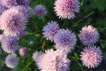 flowers in the garden