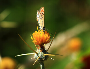butterfly on flower