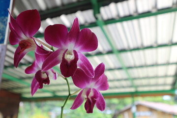 Beautiful purple orchid in coffee shop.