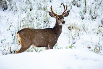 mule deer buck with velvet antlers in fresh snow falling in field 