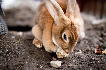エサを食べるうさぎ