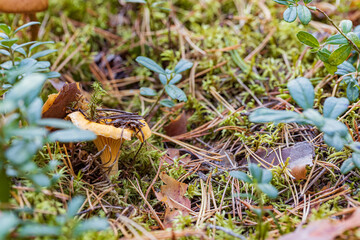 golden chanterelle mushroom under leaf with lingonberries  and moss in autumn forest closeup