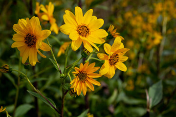 Jerusalem artichoke flowers in their natural environment.
