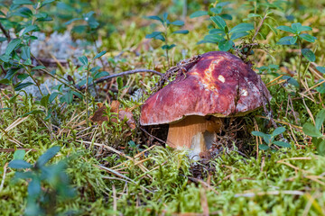 mushroom penny bun with slug in moss and lingonberry in autumn forest closeup