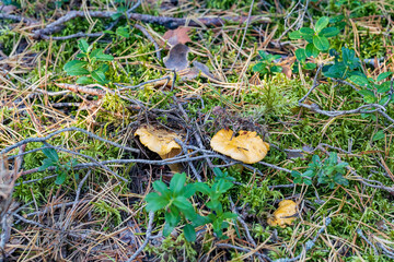 golden chanterelle mushroom hidden in moss in autumn forest