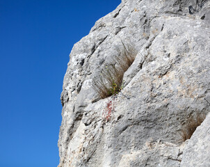 Plant in the rocky rock of the mountain.