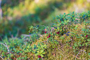 lingonberry in autumn forest on sunlight closeup