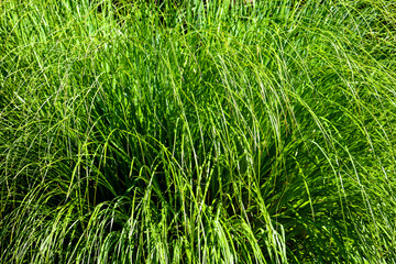 Long leaves on a herb in the park.