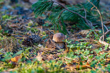 young mushroom penny bun with pine branchlet in the background