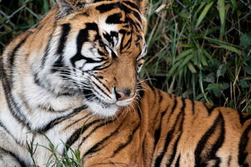 Fototapeta premium 虎