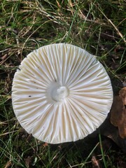 Close-up backside of a mushroom. Fungus. Fall. Autumn. Kuinderbos. Kuinre. Noordoostpolder.