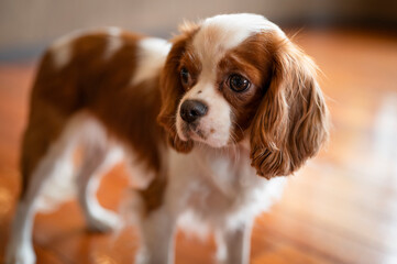 キャバリア　小型犬
