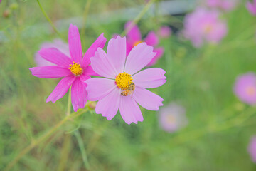 분홍빛으로 피어난 코스모스 꽃