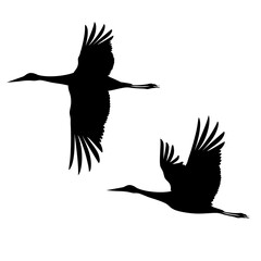 Two silhouettes of cranes flying in the sky. Vector monochrome isolated image.