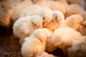 ひよこ © K.Nakano