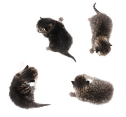Obraz premium Four newborn kittens isolated on a white background.