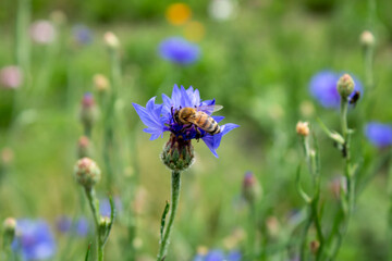 Cornflower flower in a green field. The bee is sitting on a flower. Close-up