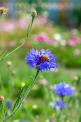 Cornflower flower in a green field. The bee is sitting on a flower. Close-up