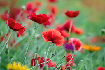 background of many red poppies close up