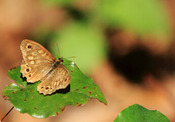 butterfly on leaf