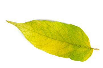Yellow, autumn, fallen leaf with green veins close-up on a white background