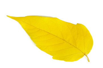 bright yellow fallen leaf close up on a white background