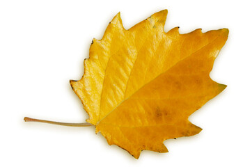 fallen, yellow leaf of poplar close-up on white background