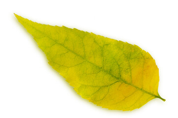 Yellow, autumn, fallen leaf with green veins close-up on a white background