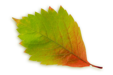 fallen autumn leaf with a smooth transition from green to red close-up on a white background
