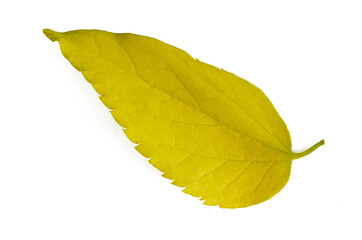 bright yellow fallen leaf close up on a white background