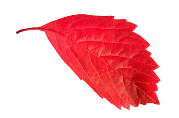 fallen autumn leaf of bright red color close-up on a white background