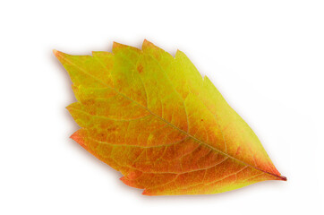 fallen autumn leaf with smooth transitions between green, yellow and red, close-up on a white background