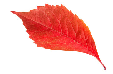 fallen autumn leaf of bright red color close-up on a white background