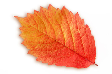 fallen, bright autumn leaf with a smooth transition between red and yellow, close-up on a white background