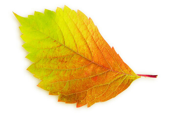 fallen autumn leaf with smooth transitions between green, yellow and red, close-up on a white background