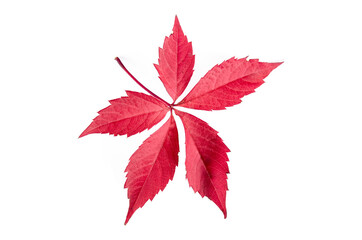 bright red leaf of wild grapes close up on white background