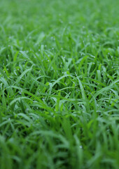 spring season abstract natural background of green rice farm close up with water drop . grass with water drops . 