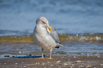 Silbermöwe am Ostseestrand