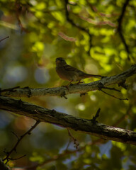 Bird in the shadow of a tree