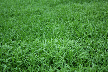 spring season abstract natural background of green rice farm close up with water drop . grass with water drops